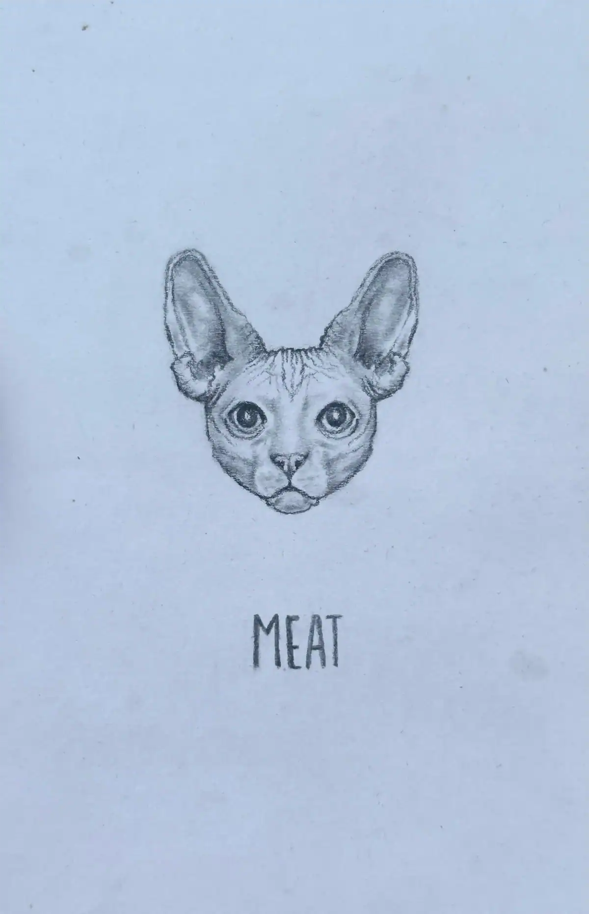 Cute cat sketch with large ears, realistic details, and the word "MEAT" below. Perfect for feline art and pet illustration enthusiasts.