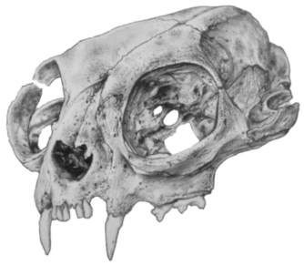 Intricate black and white skull drawing by Gabie Gates, blending art and anatomy for unique decor.