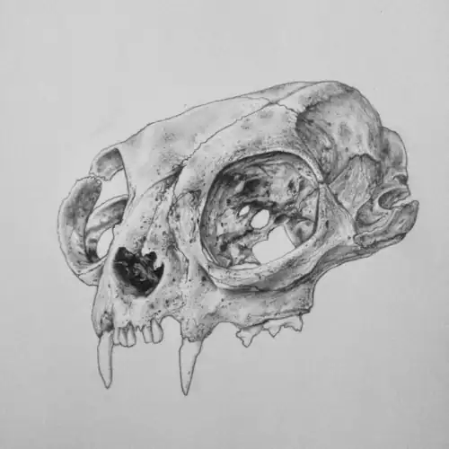 Ancient animal skull drawn in black and white, highlighting detailed texture and structure.